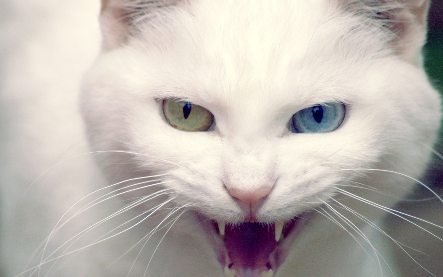 Дикий белый кот