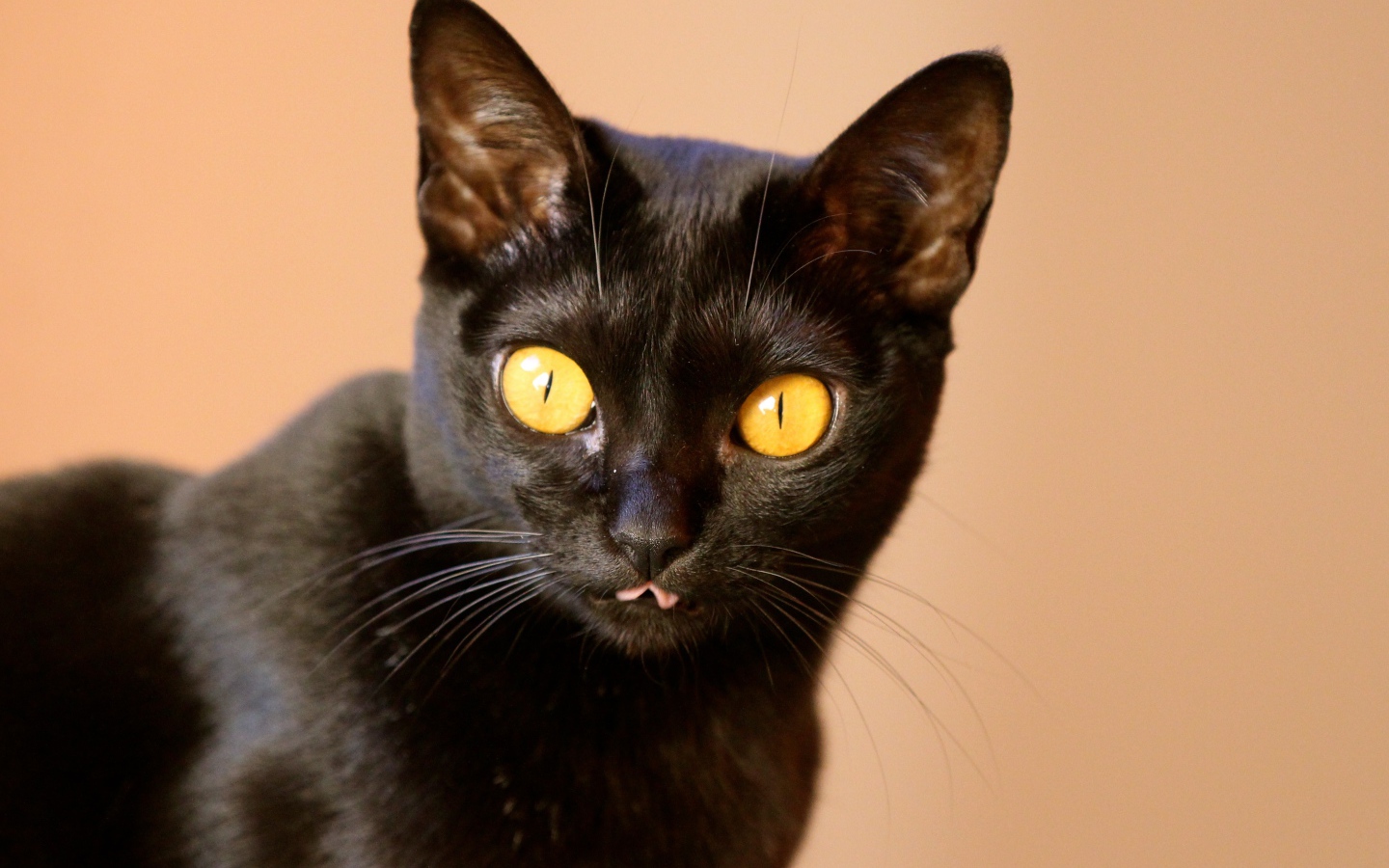 Желтые глаза у бомбейской кошки