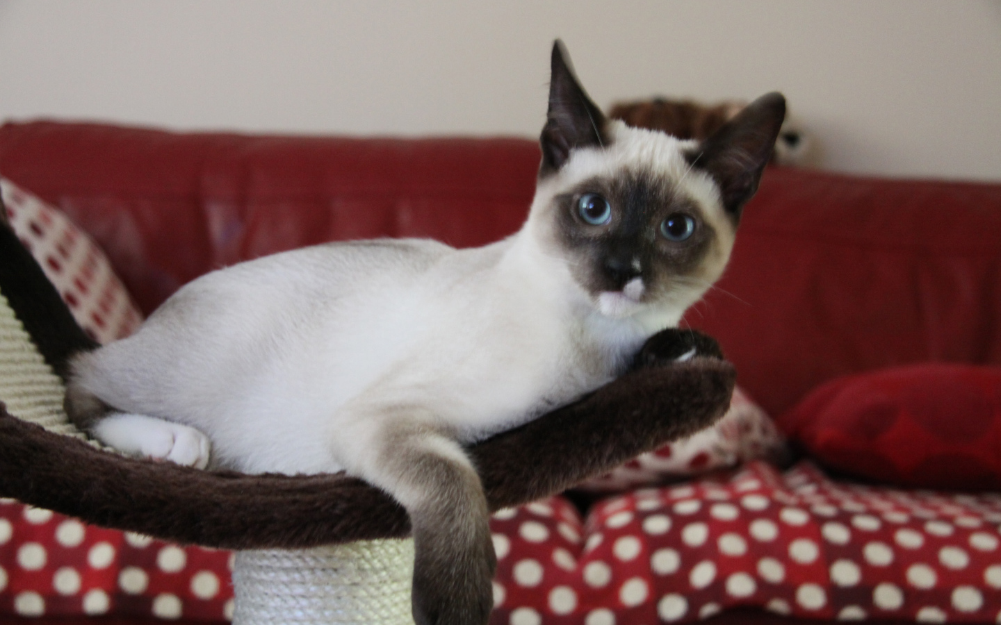 Молодой кот сноу-шу