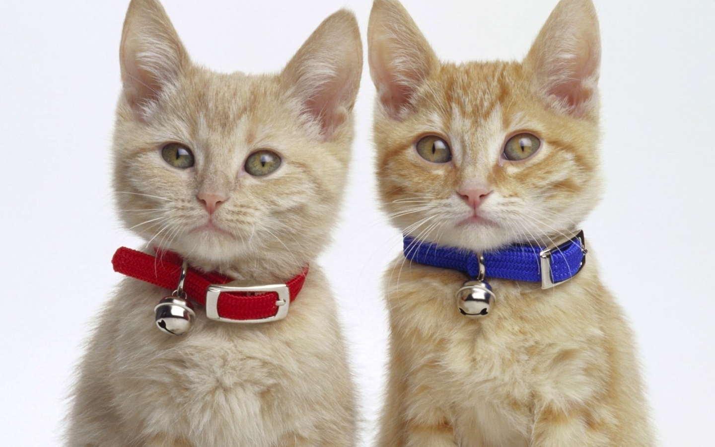 Мальчик и девочка котята