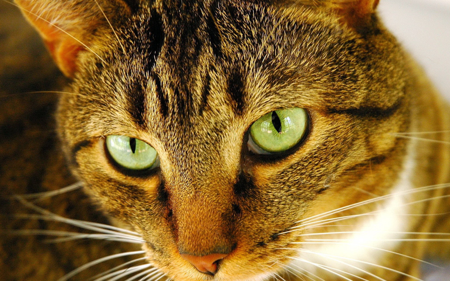 Внимательный взгляд рыжего кота