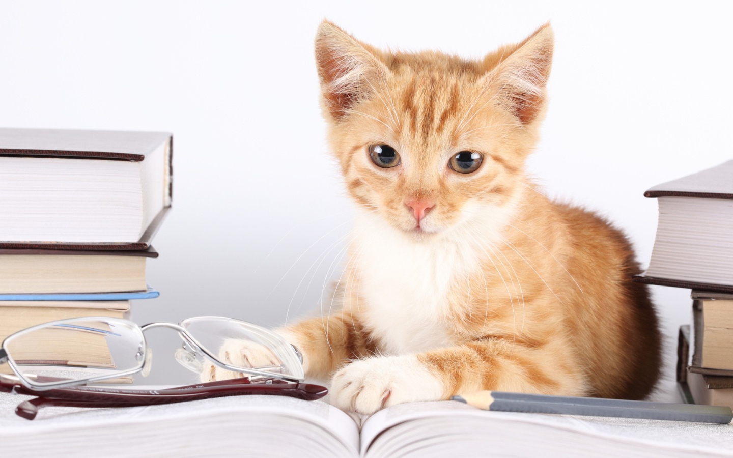 Кошка лежит около книг