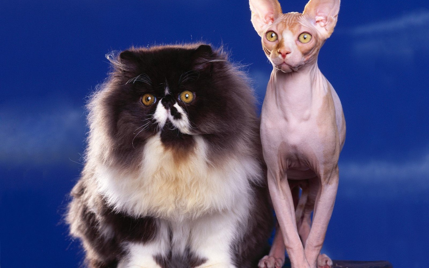 Пушистый и голый кот