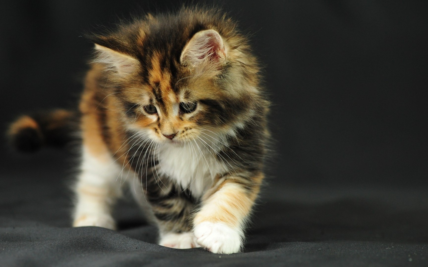 Котенок на черной ткани