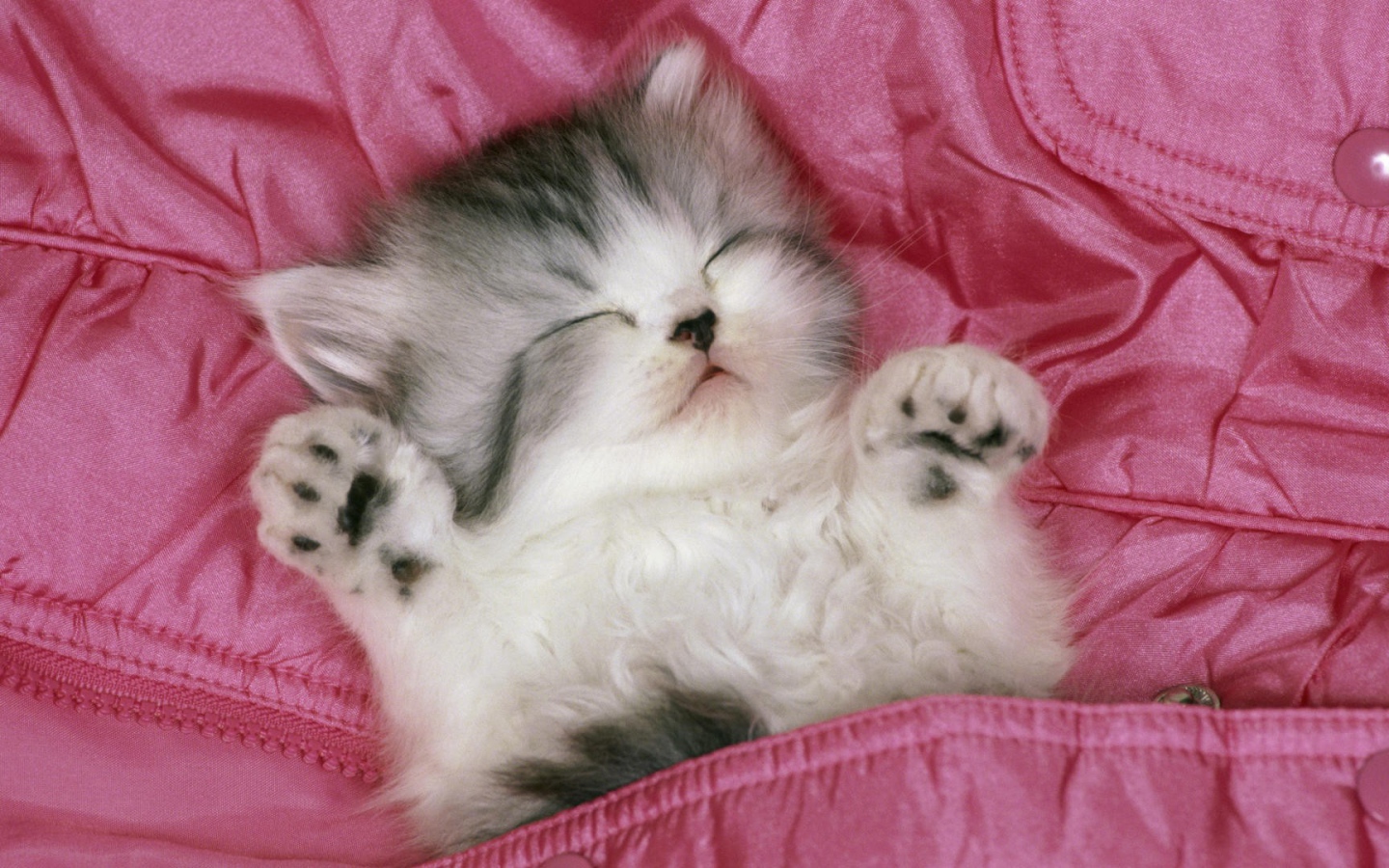 Котенок спит вверх лапами