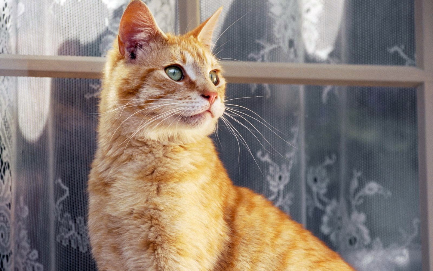 Рыжий кот около окна