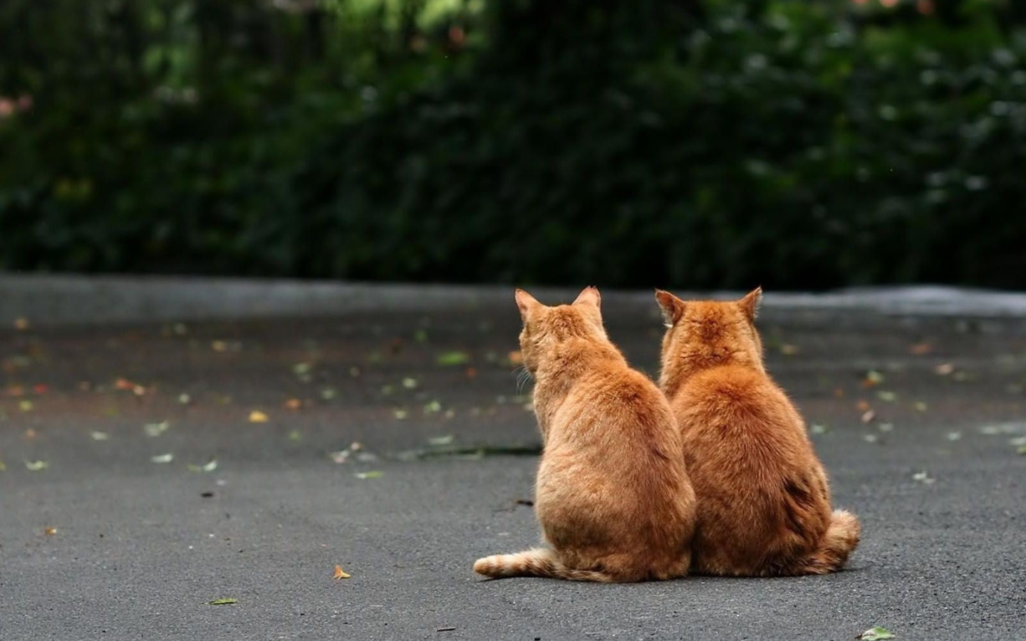 Два рыжих кота на улице