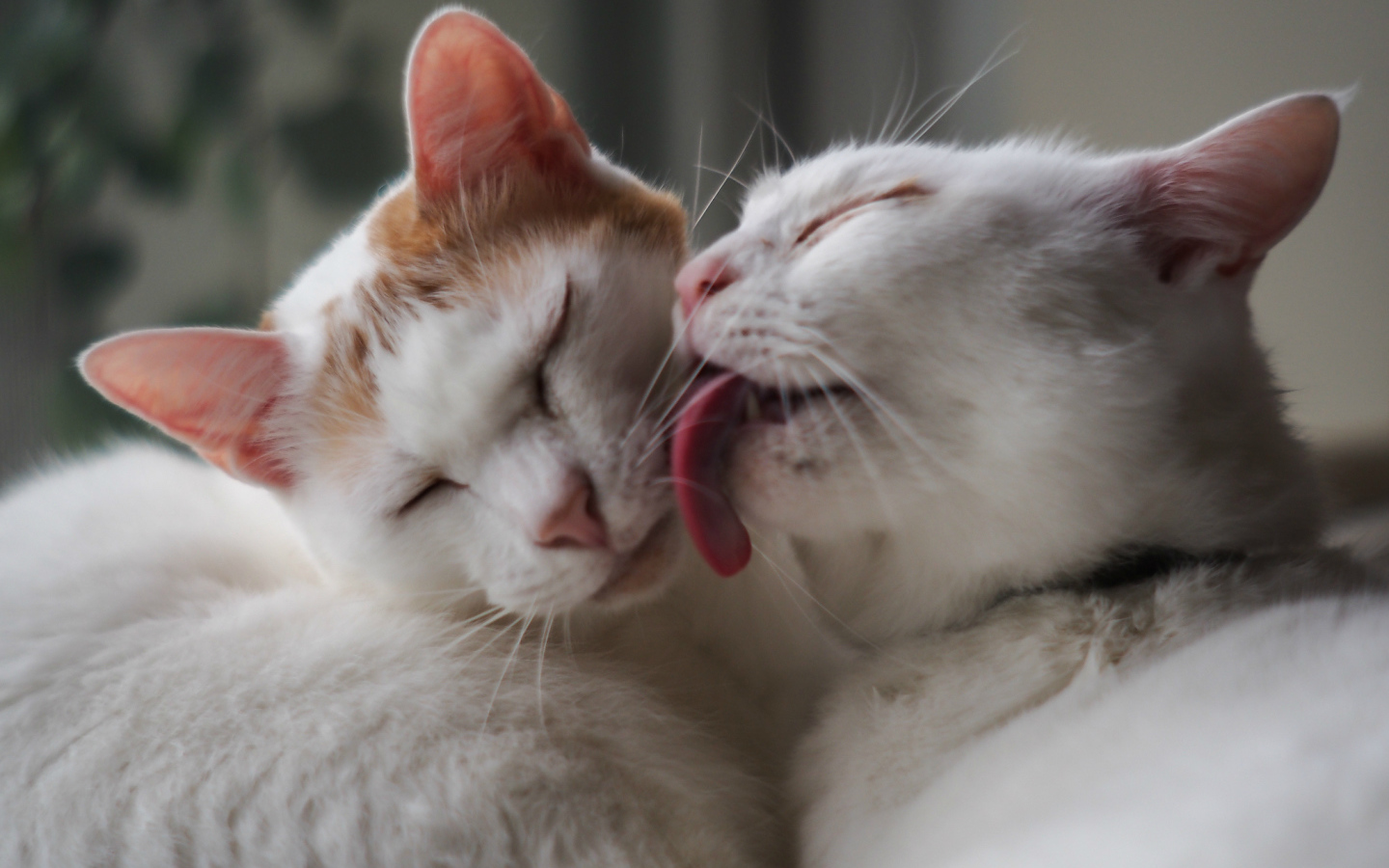 Белый кот лижет другого кота