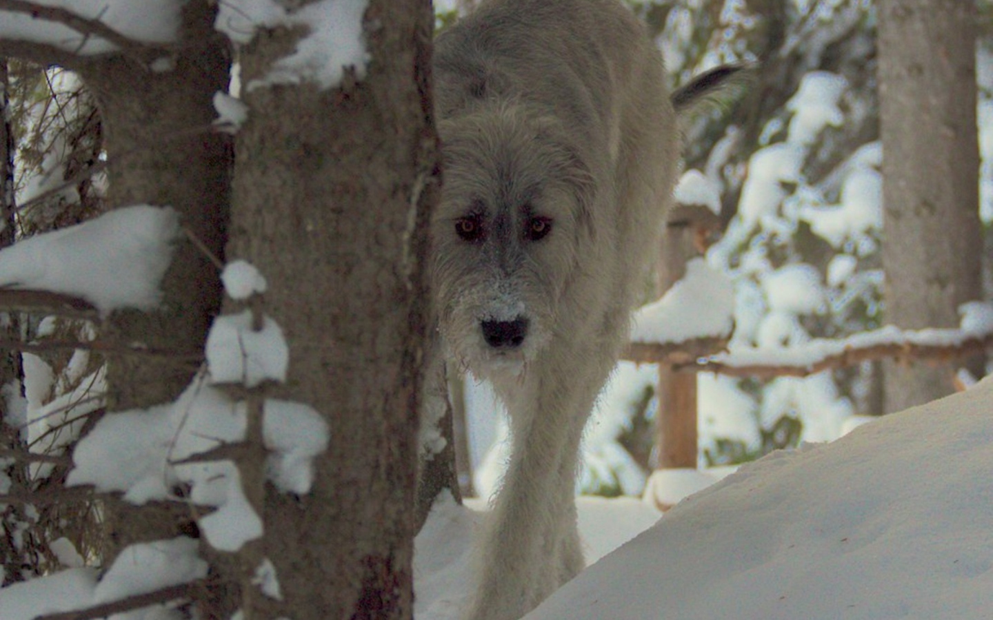 Красивый ирландский волкодав