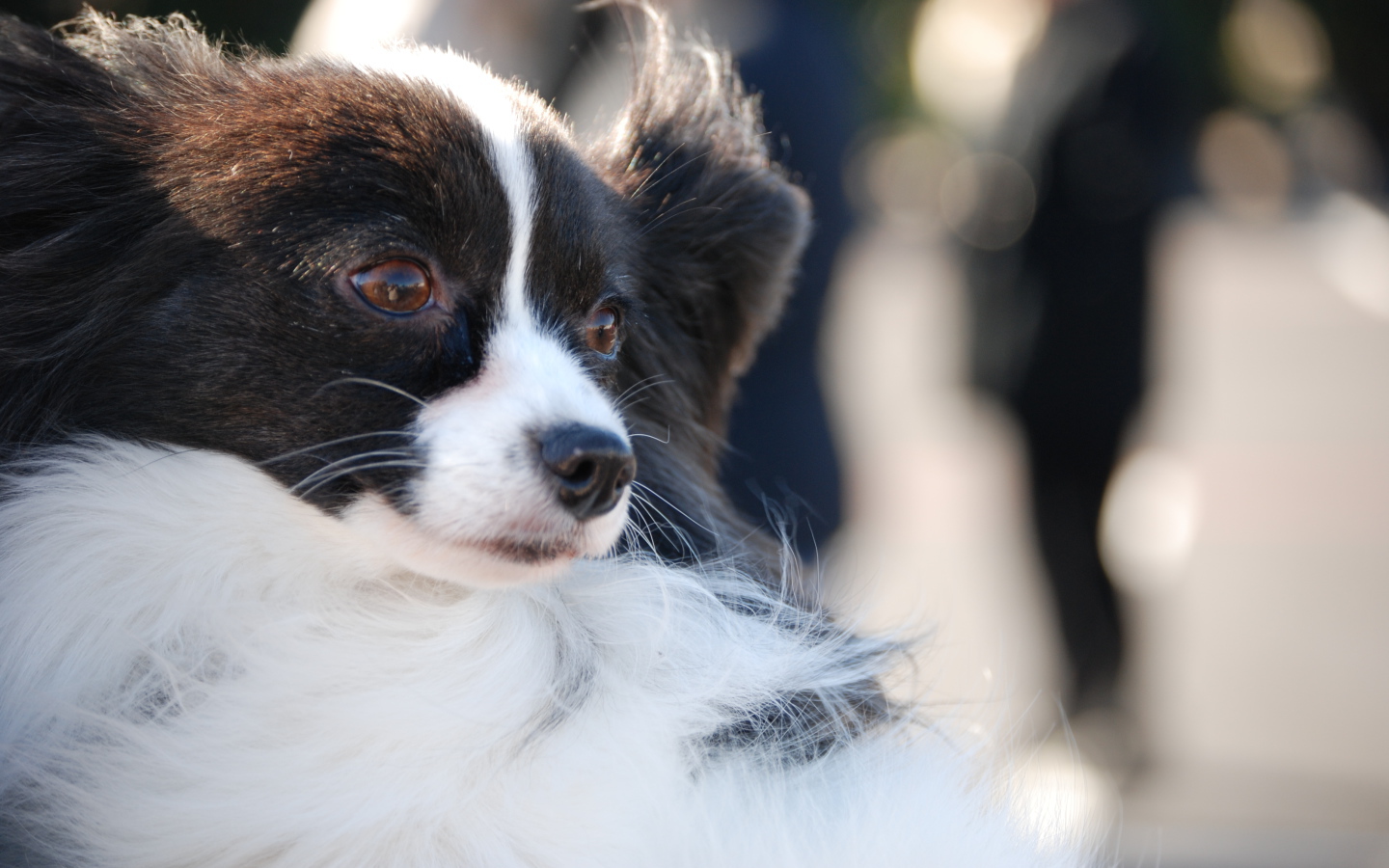 Немного грустный папильон