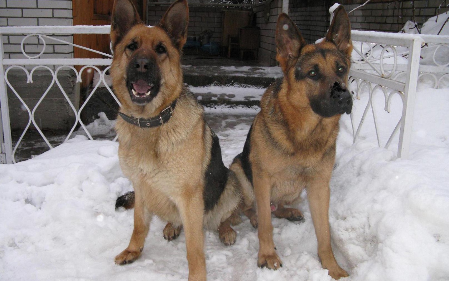 Пара немецких овчарок на охране