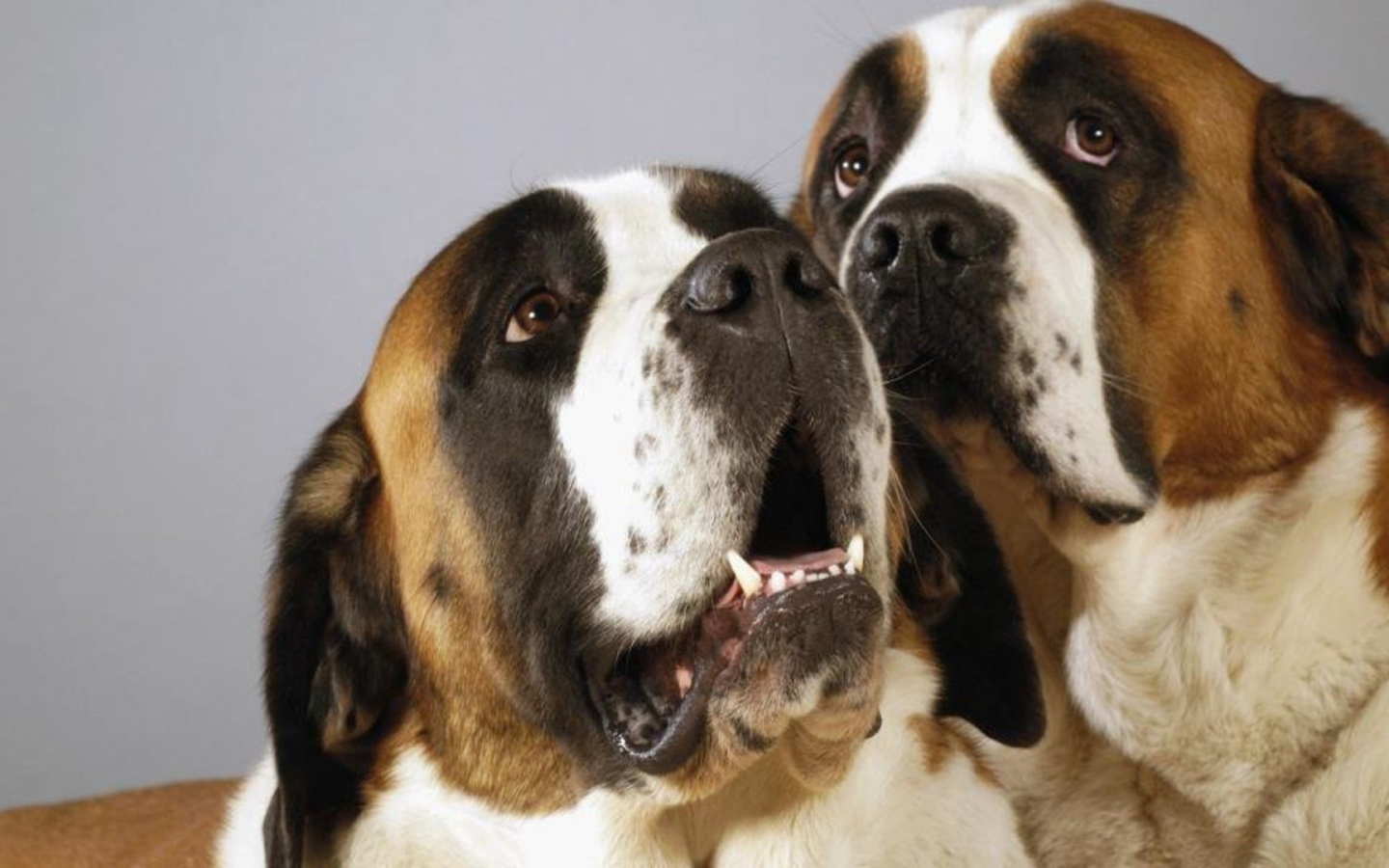 Пара собак сенбернаров