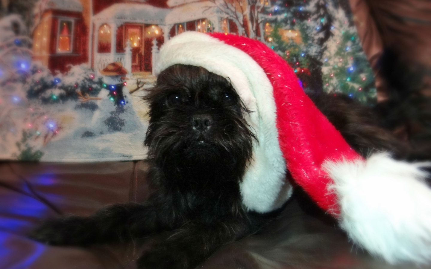 Новогодний наряд аффенпинчера
