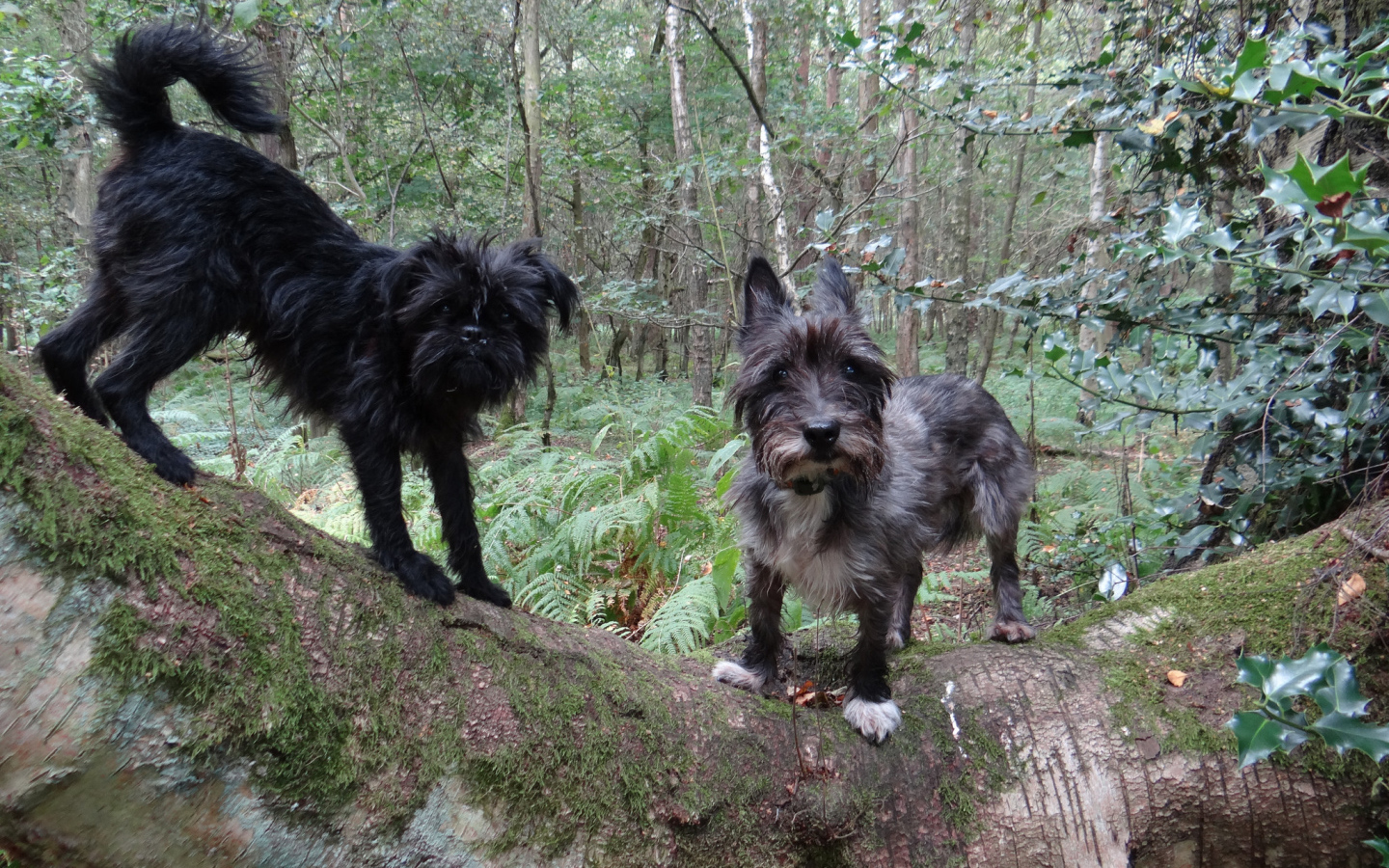 Аффенпинчеры в лесу