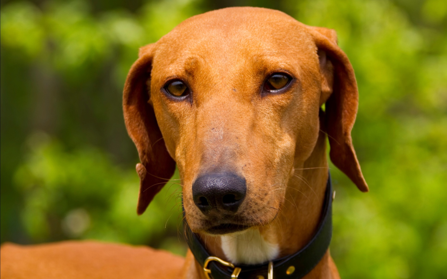 Африканская порода азавак