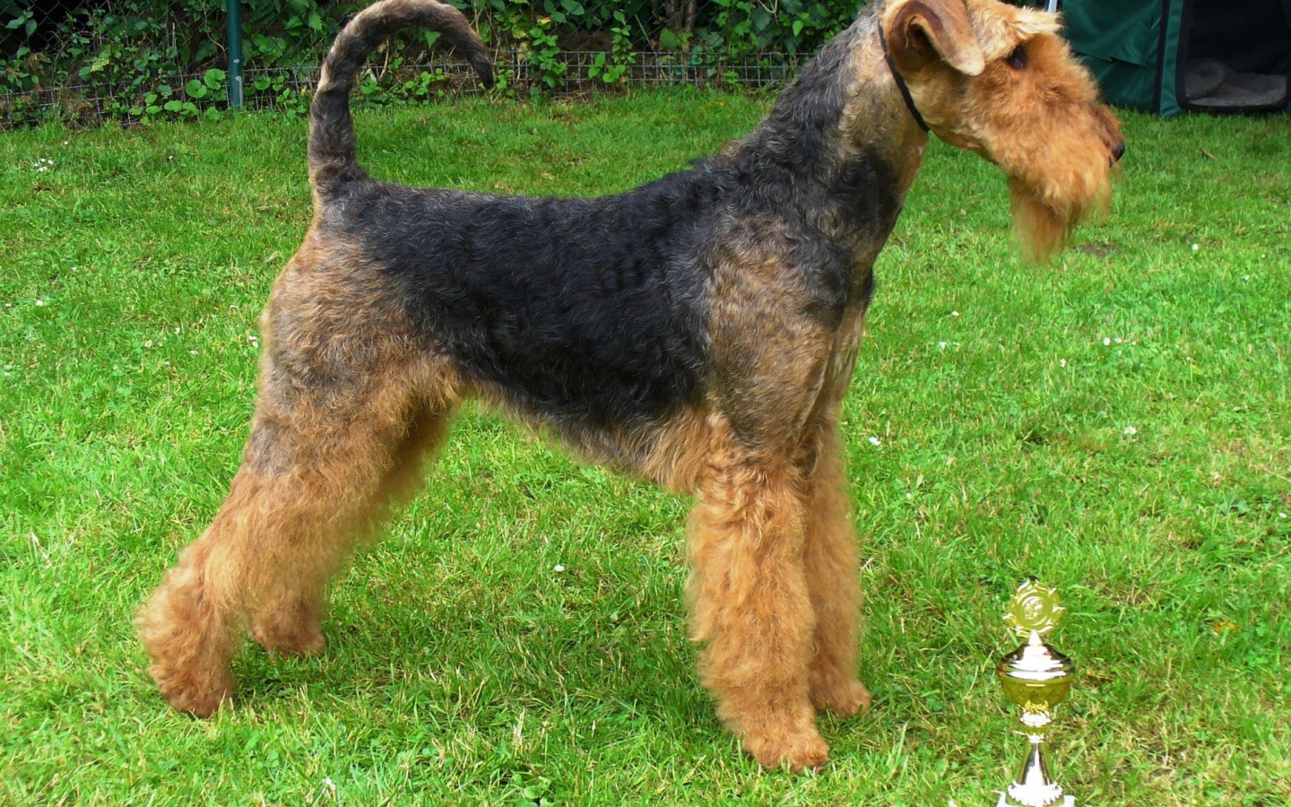 Эрдельтерьер со своим кубком