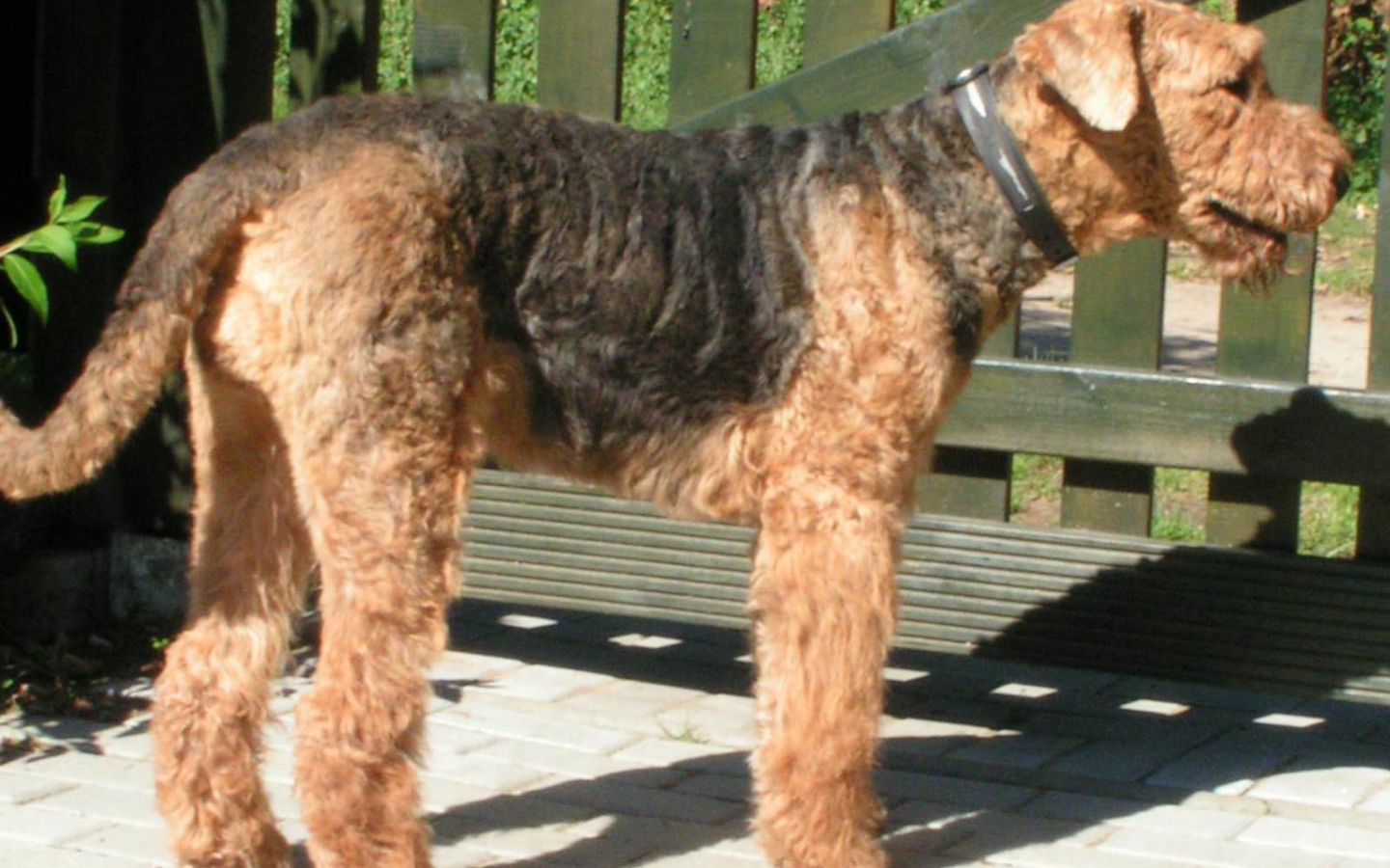 Пес эрдельтерьер охранник