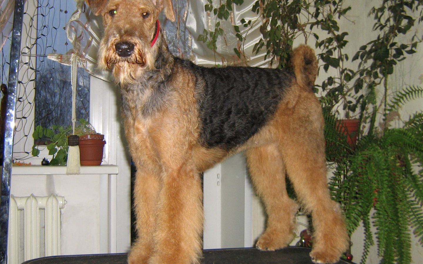 Собака эрдельтерьер на столе