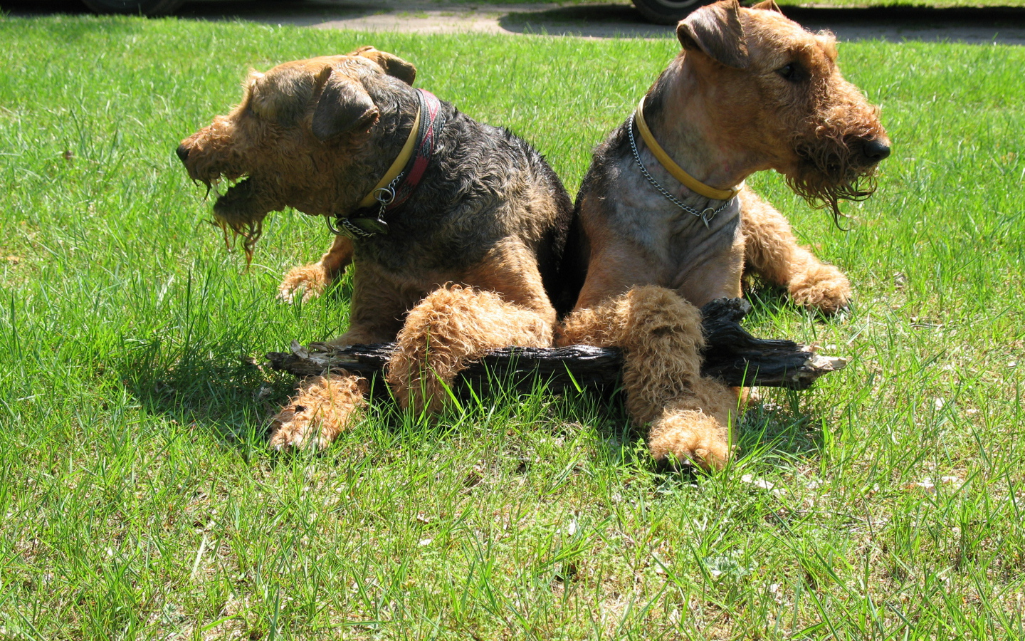 Эрдельтерьеры делят палку