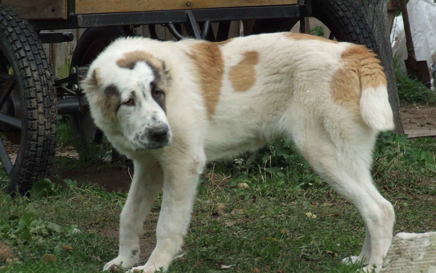Алабай заискивает перед хозяином