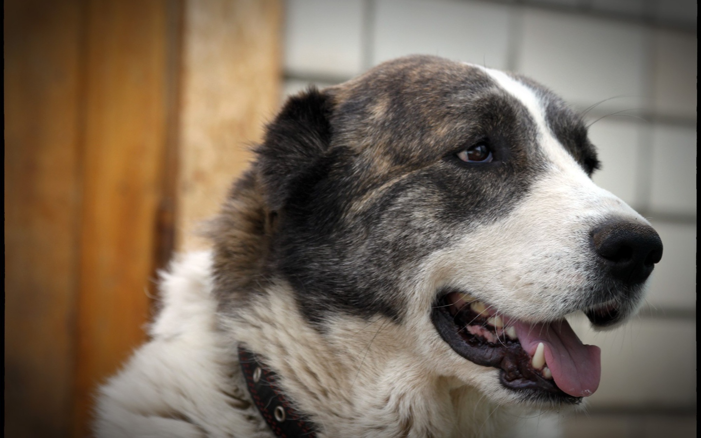 Алабай показывает зубы