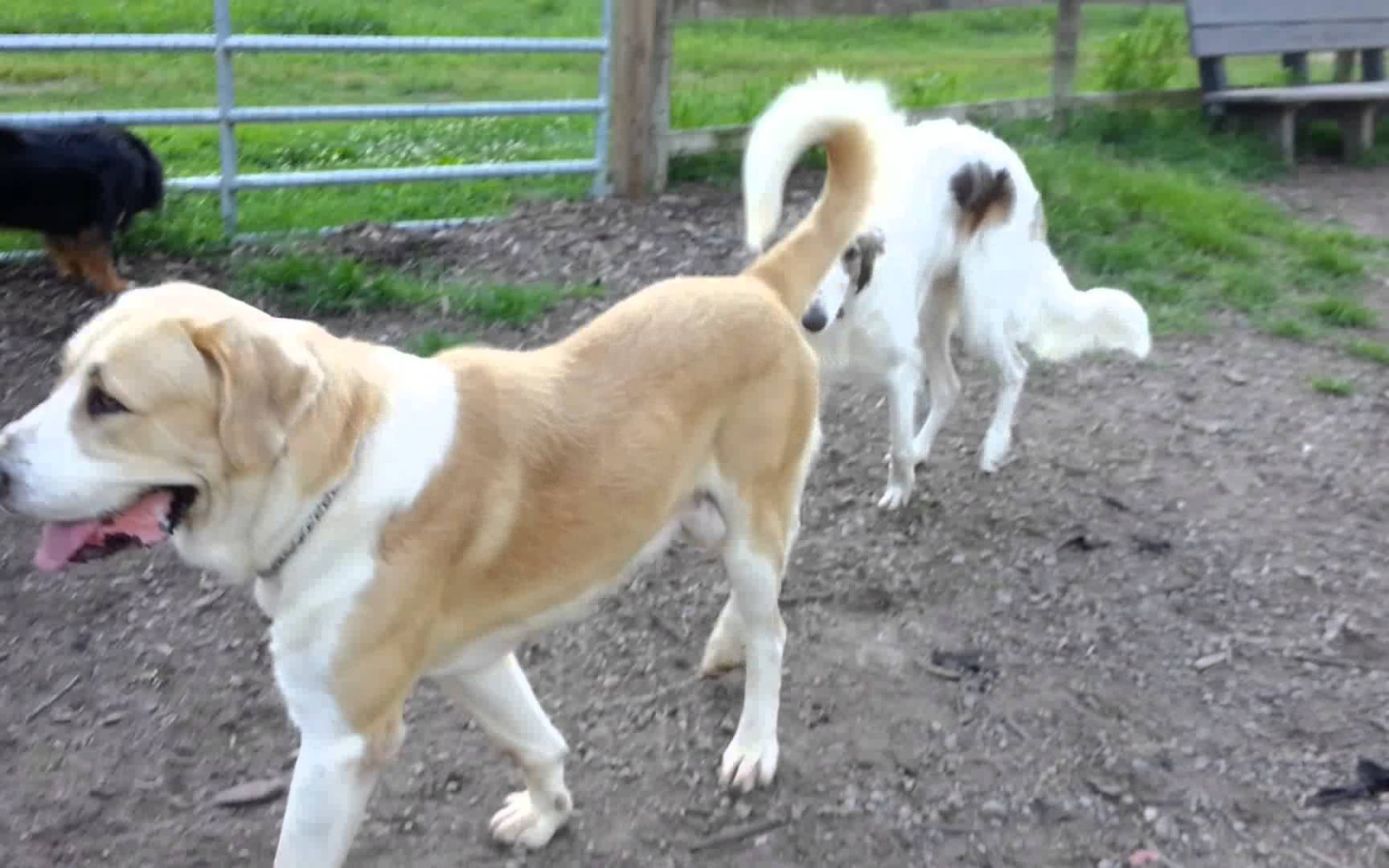 Алабай гуляет во дворе