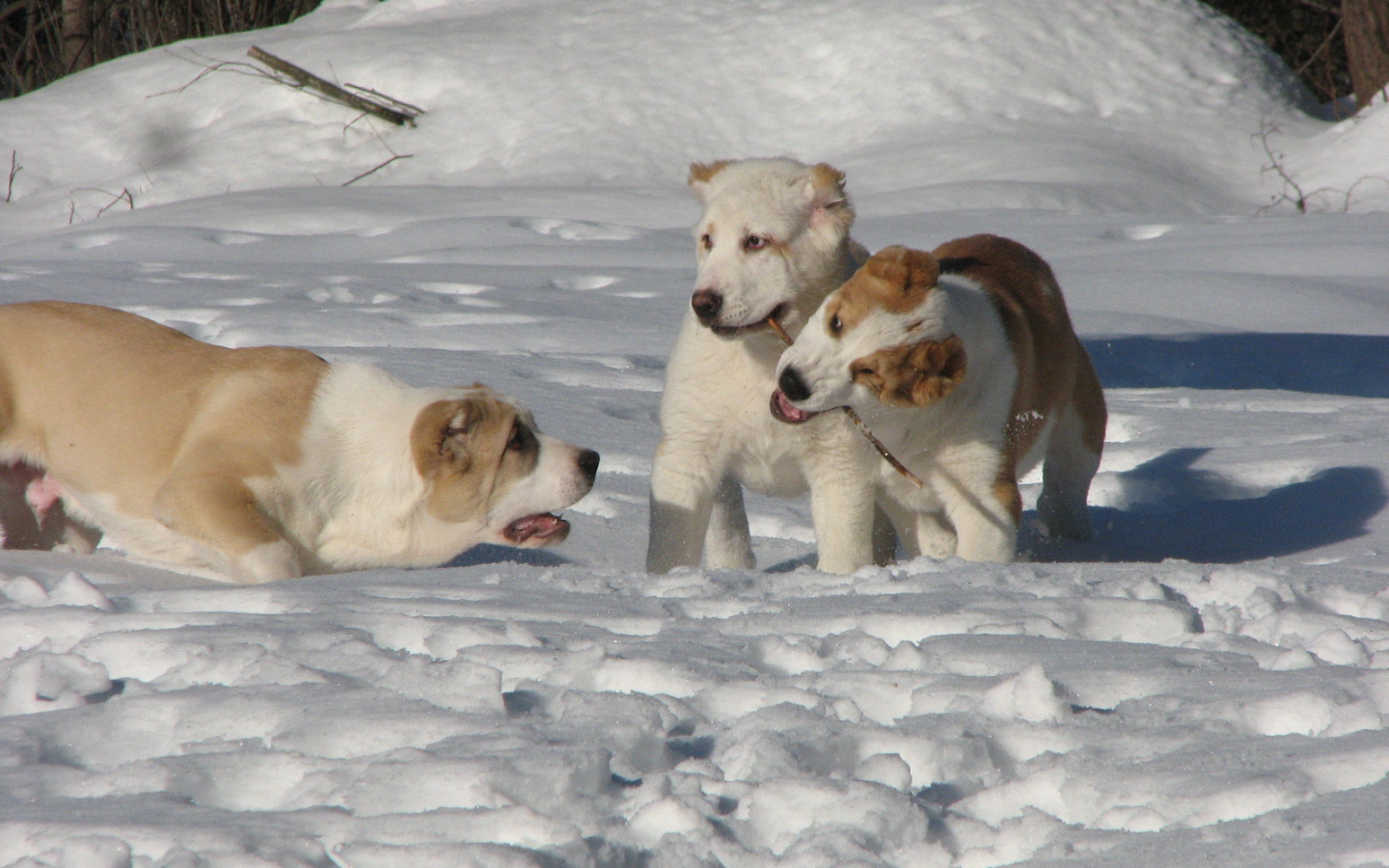 Алабаи играют в снегу