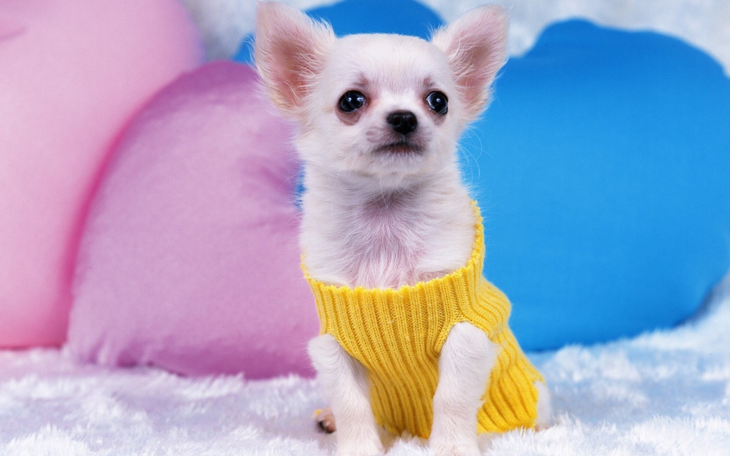 Восхитительная собака чихуахуа