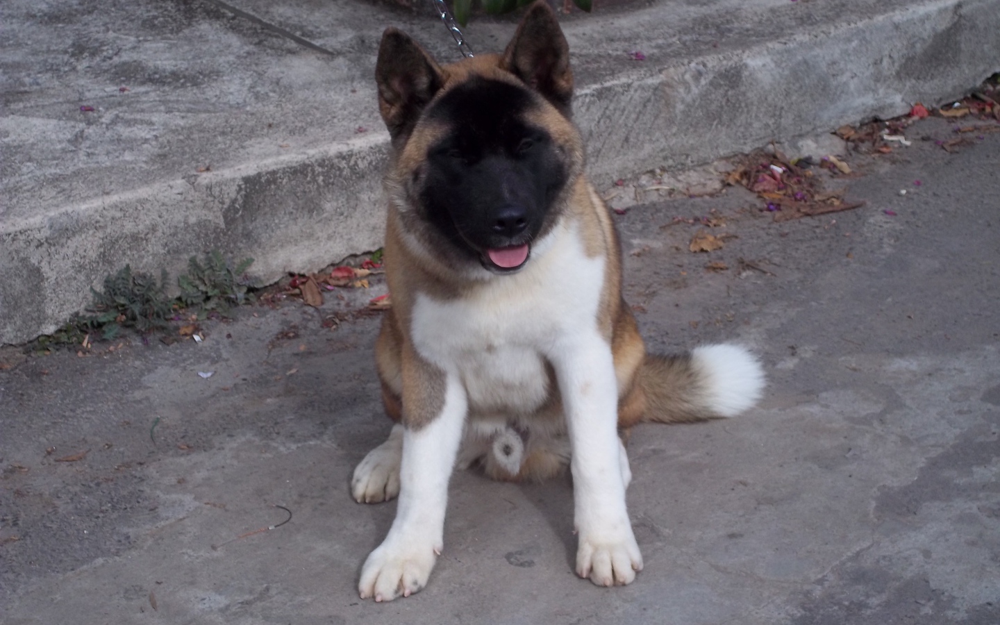 Американская акита сидит на цепи