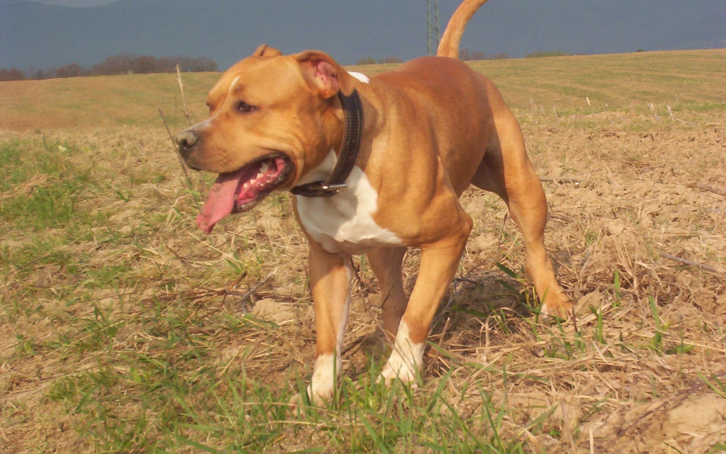 Американский стаффордширский терьер на прогулке