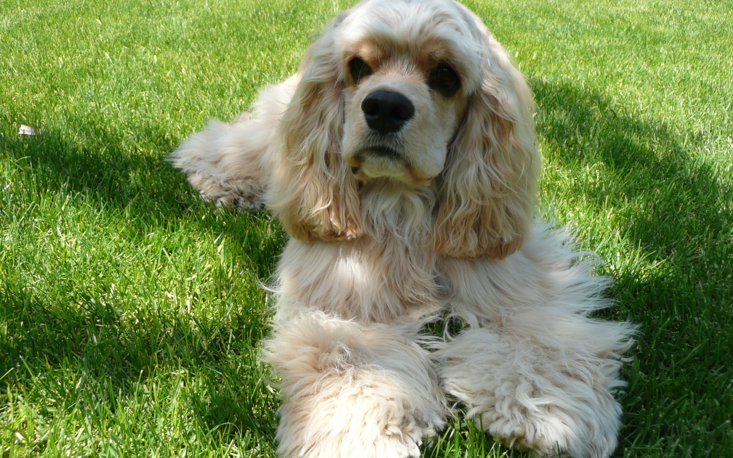 Американский кокер спаниель лежит на траве