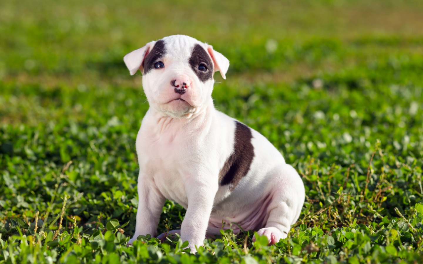 Щенок американского стаффордширского терьера