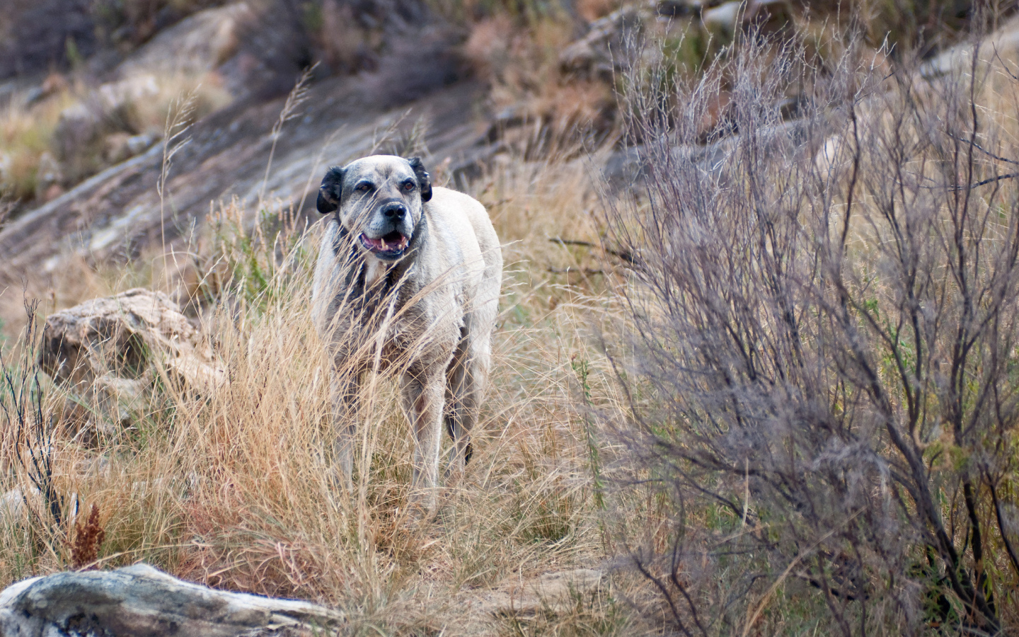 Злой пес чинук