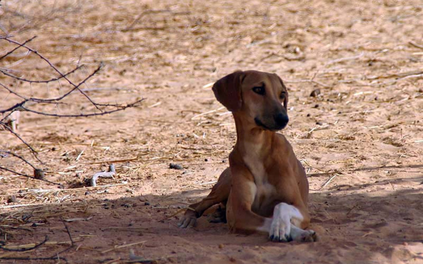 Азавак сидит в тени дерева