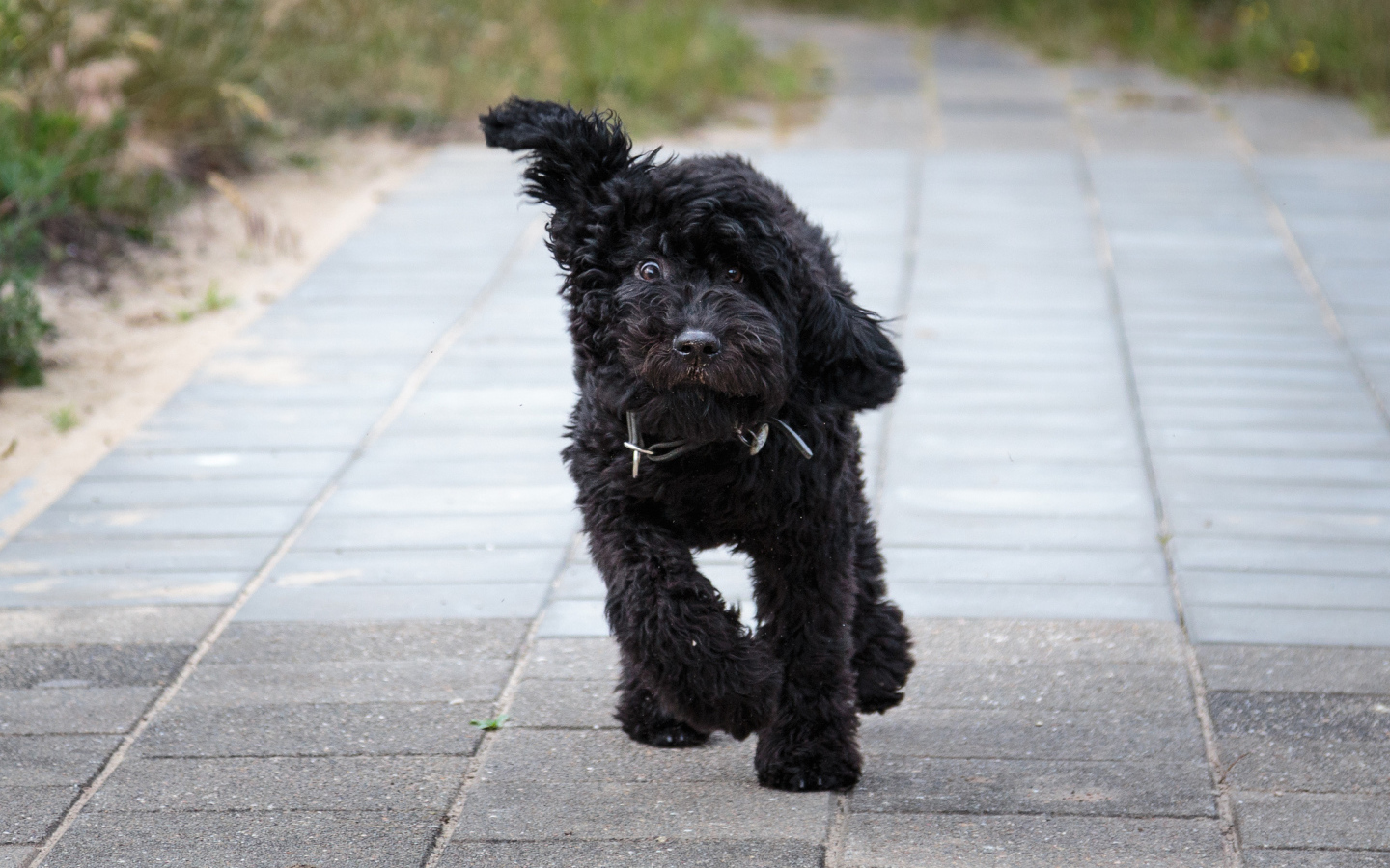 Собака барбет бежит по тротуару