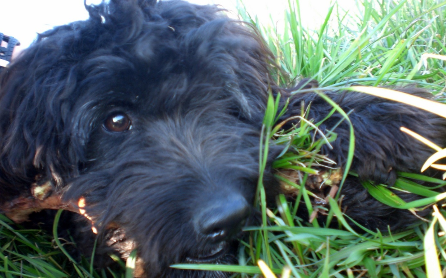 Барбет лежит в траве