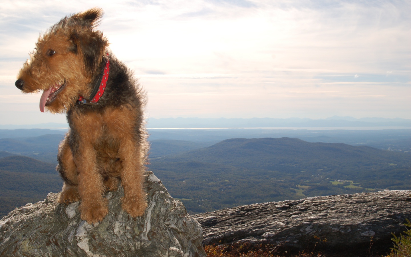 Красивый эрдельтерьер в горах