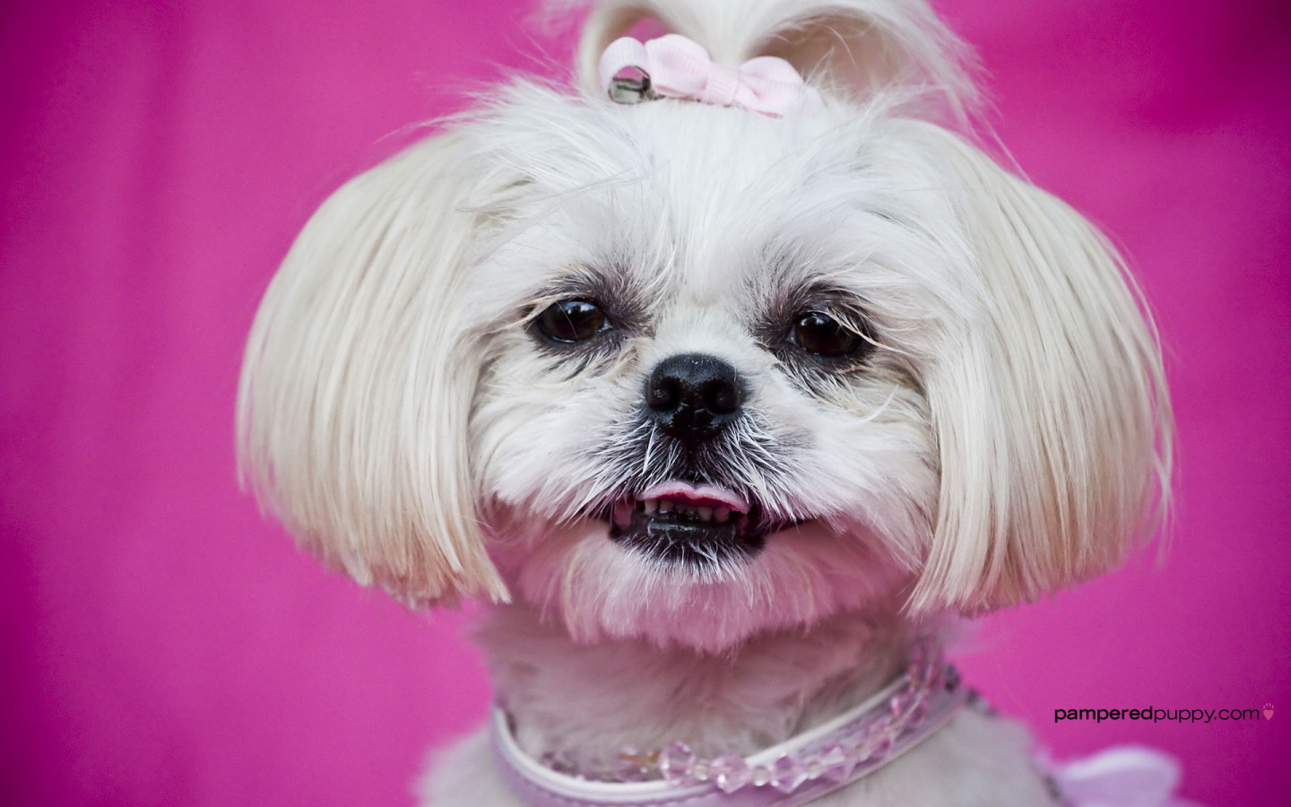 Красивая стрижка шитцу