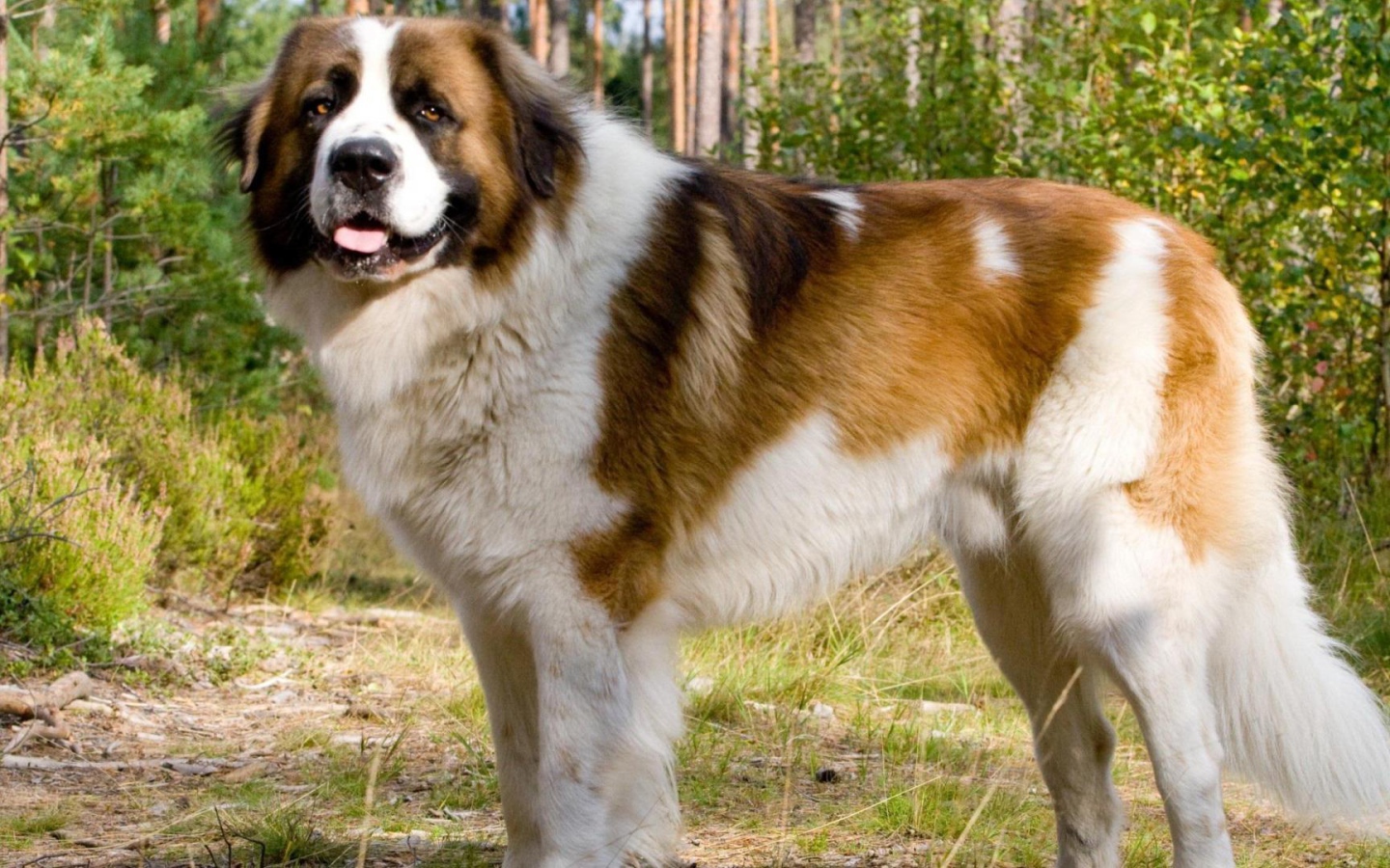 Красивый сенбернар в парке