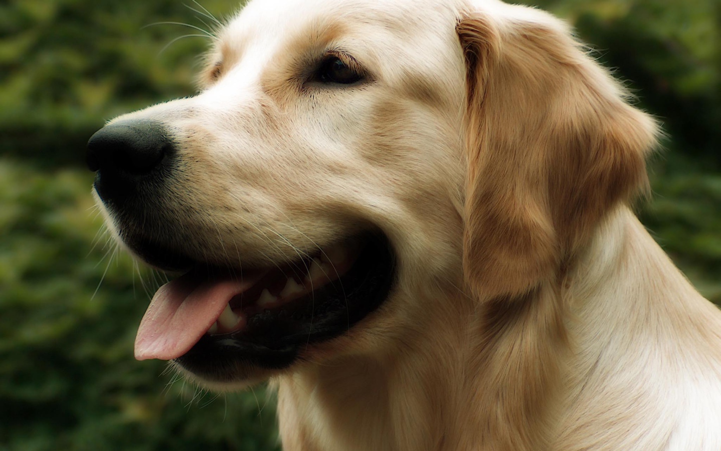 Красивый золотой ретривер