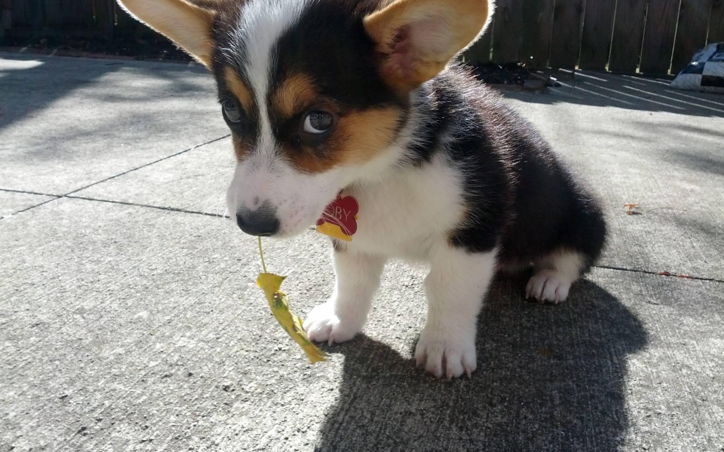 Красивый щенок вельш-корги