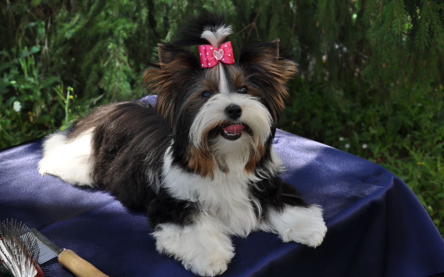 Бивер йорк модница