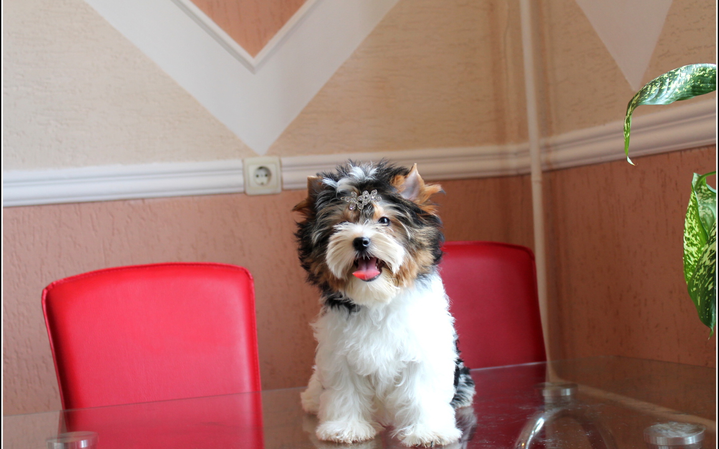 Бивер йорк на столе