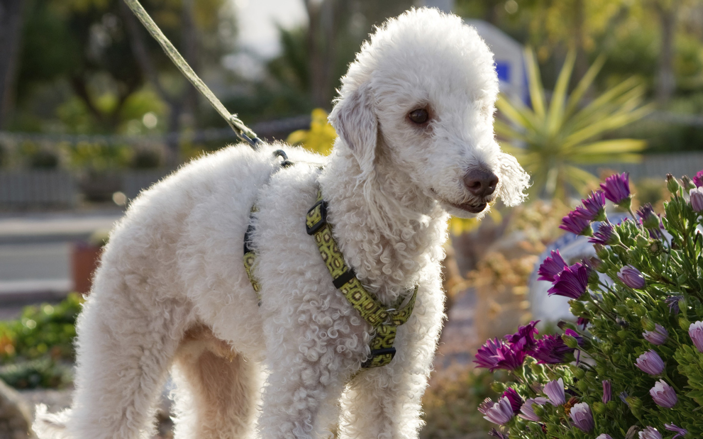 Бедлингтон терьер в цветах