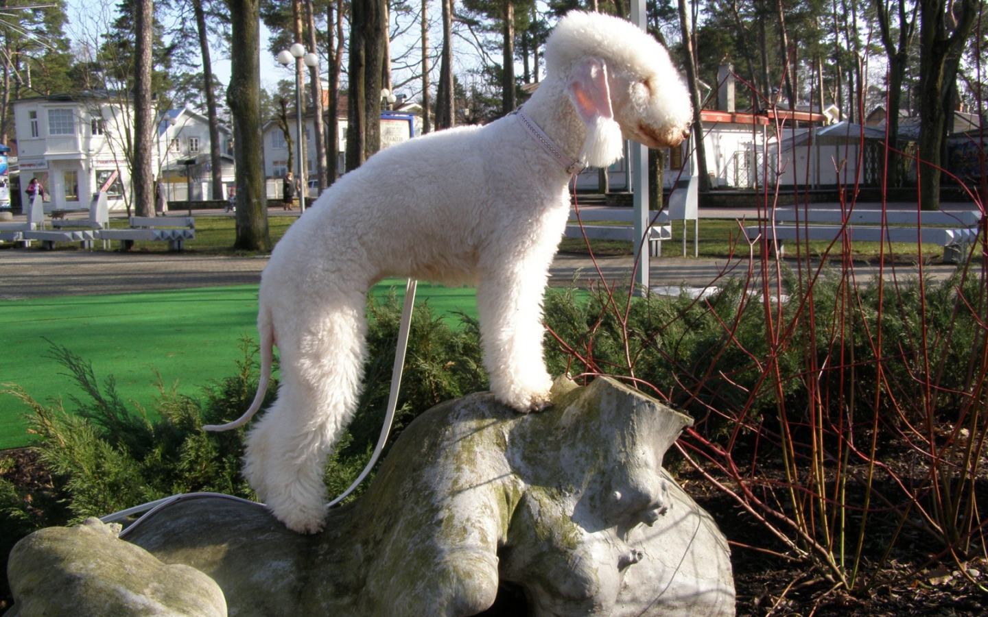 Бедлингтон терьер на камне