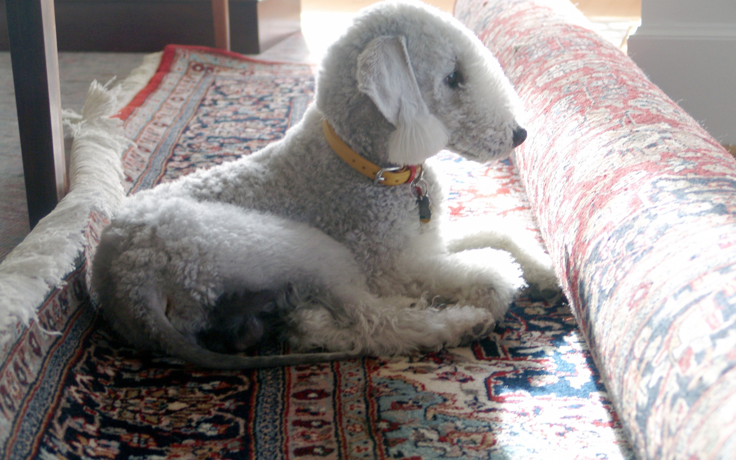 Бедлингтон терьер на ковре