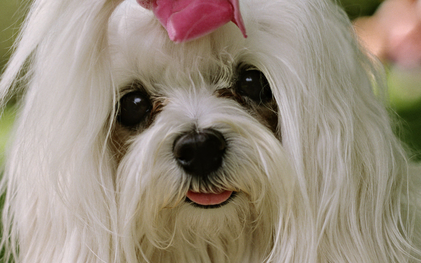 Болонка с выразительными глазами