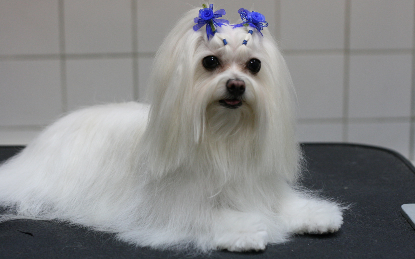 Болонка с украшениями