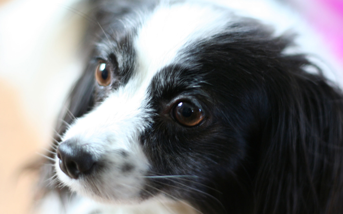 Черно белый папильон