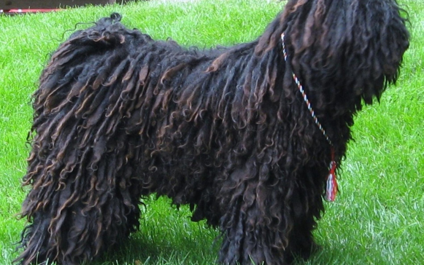 Черный лохматый комондор